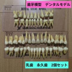 NISSIN 歯科模型 2セットデンタルモデル 乳歯 永久歯 歯牙 - メルカリ