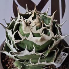 m60021320590_1.jpg?1749608162