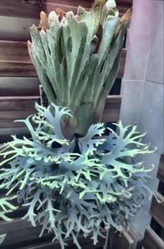 メルカリ便】P. Willinckii Totoro' （spore）【95】 ビカクシダ P