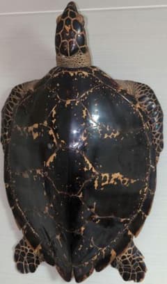 最終値下げ タイマイ 剥製 ウミガメ 海亀 国際希少野生動植物種登録票