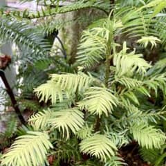 Wollemia nobilis ウォレマイ・パイン(ジュラシックツリー)盆栽 - メルカリ