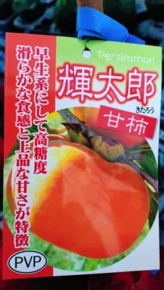 2026年最新】苗木 津之輝の人気アイテム - メルカリ