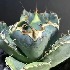 2026年最新】オテロイ 選抜の人気アイテム - メルカリ