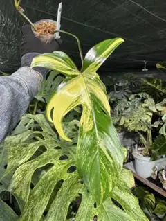 2026年最新】フィロデンドロン フロリダビューティーの人気アイテム