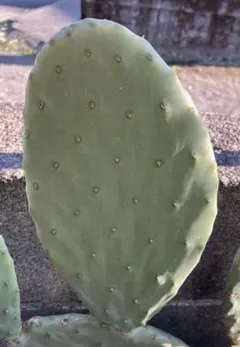 2026年最新】団扇サボテンの人気アイテム - メルカリ