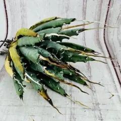 2026年最新】エボリスピナ 陽炎の人気アイテム - メルカリ