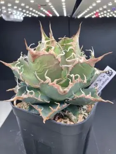 2026年最新】上澳園芸の人気アイテム - メルカリ