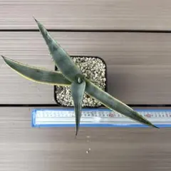 2026年最新】フランゾシニー錦の人気アイテム - メルカリ