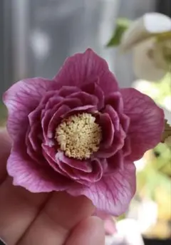 2026年最新】広瀬園芸 クリスマスローズの人気アイテム - メルカリ