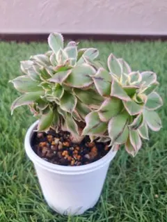 2026年最新】アエオニウムの人気アイテム - メルカリ