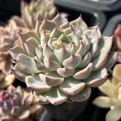 2026年最新】実生苗の人気アイテム - メルカリ