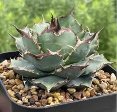 2026年最新】オアハカ 実生の人気アイテム - メルカリ