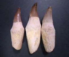 2026年最新】モササウルス 歯の人気アイテム - メルカリ