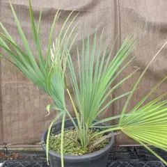 2026年最新】サバルヤシの人気アイテム - メルカリ