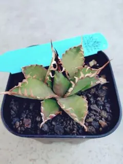 2026年最新】エボリスピナ bbの人気アイテム - メルカリ