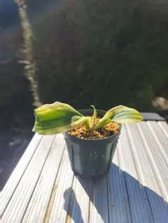 2026年最新】万年青 獅子の人気アイテム - メルカリ