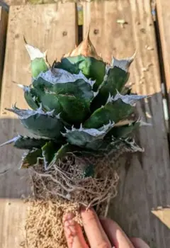 2026年最新】ホワイトファイヤー アガベの人気アイテム - メルカリ