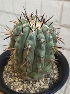 2026年最新】コピアポア シネレアの人気アイテム - メルカリ