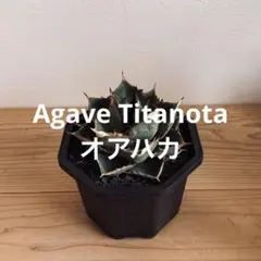 2026年最新】皇冠 子株の人気アイテム - メルカリ