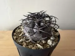 2026年最新】コピアポア グリセオの人気アイテム - メルカリ