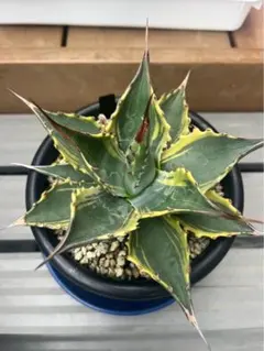 2026年最新】アガベ モンタナ ティファニーの人気アイテム - メルカリ