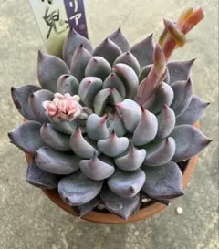 2026年最新】青鬼 多肉の人気アイテム - メルカリ