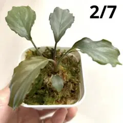 2026年最新】ホマロメナ グリーンの人気アイテム - メルカリ