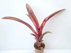 2026年最新】タンクブロメリア ビルベルギアの人気アイテム - メルカリ