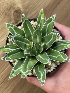 2026年最新】アガベ姫笹の雪の人気アイテム - メルカリ