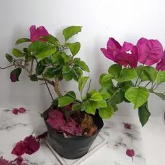 2026年最新】ブーゲンビリアの人気アイテム - メルカリ