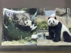 2026年最新】シャオシャオ レイレイ クリアファイルの人気アイテム