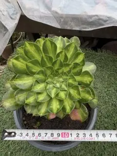 2026年最新】錦 アエオニウムの人気アイテム - メルカリ