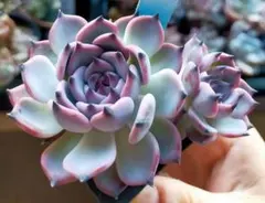 2026年最新】リンゼアナ×ざわわの人気アイテム - メルカリ