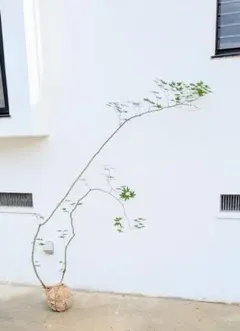 2026年最新】コハウチワカエデ 天然の人気アイテム - メルカリ