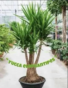 2026年最新】ユッカ・エレファンティペス・・の人気アイテム - メルカリ