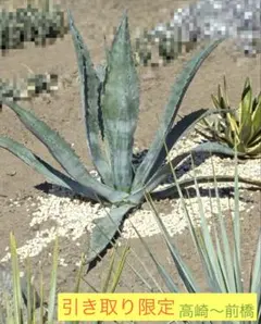 2026年最新】アガベアメリカーナの人気アイテム - メルカリ