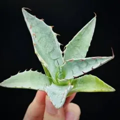 2026年最新】アガベ パラサナ ハイブリッドの人気アイテム - メルカリ