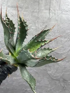 2026年最新】アガベモンタナの人気アイテム - メルカリ