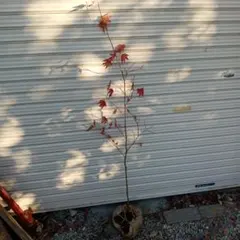 2026年最新】コハウチワカエデ 天然の人気アイテム - メルカリ