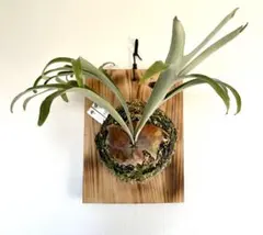 2026年最新】アルシコルネ ドワーフの人気アイテム - メルカリ