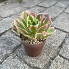 2026年最新】アエオニウム の人気アイテム - メルカリ