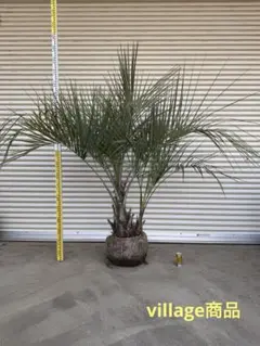 2026年最新】ココスヤシ シルバーの人気アイテム - メルカリ