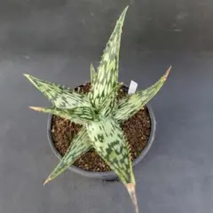 2026年最新】ヘミンギーの人気アイテム - メルカリ