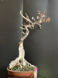 2026年最新】盆栽野梅の人気アイテム - メルカリ