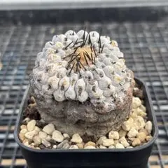 2026年最新】黒王丸 現地球の人気アイテム - メルカリ