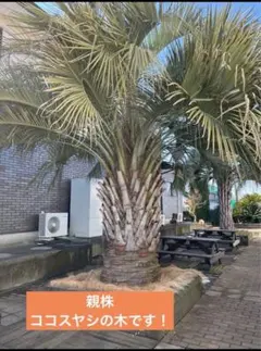 2026年最新】ココスヤシ 苗の人気アイテム - メルカリ
