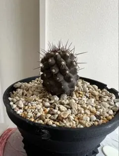 2026年最新】サボテン 黒王丸の人気アイテム - メルカリ