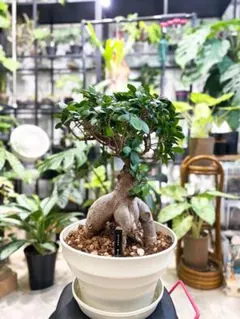 2026年最新】ガジュマル 実生の人気アイテム - メルカリ