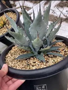 2026年最新】アガベ ハイブリッドの人気アイテム - メルカリ