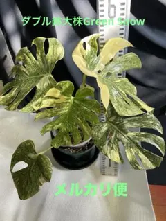 2026年最新】モンステラ グリーンスノーの人気アイテム - メルカリ